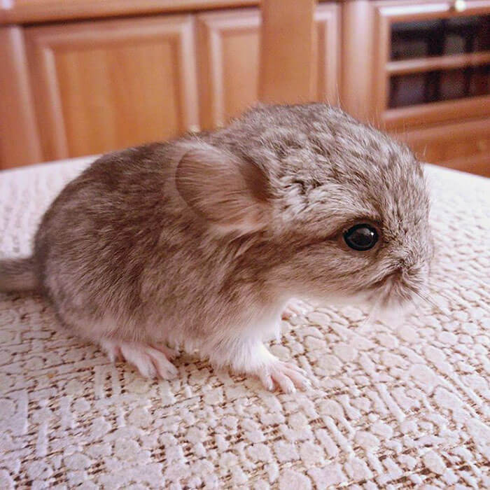 30 baby chinchilla Pictures That Will Simply Destroy You With Cuteness