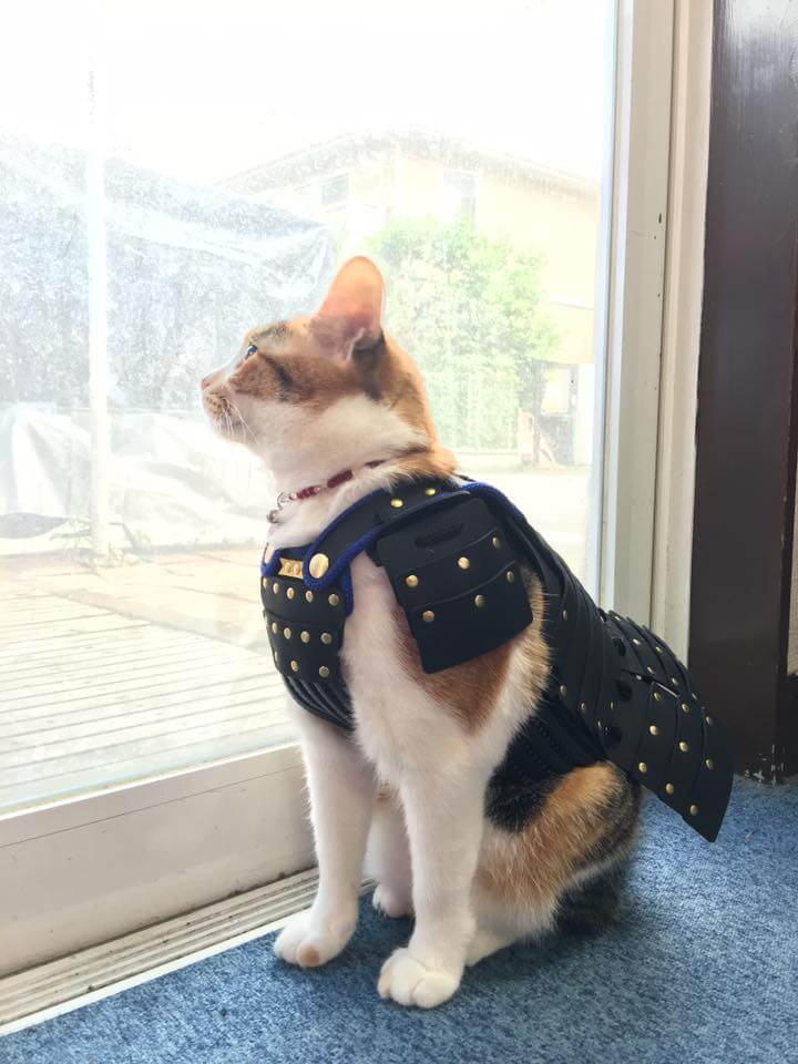 Japanese Company Creates Samurai Cat Armour For Your Cat And Dog