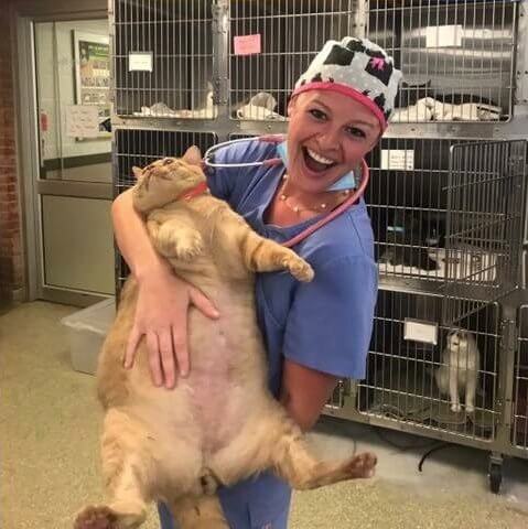 symba the huge shelter cat 3