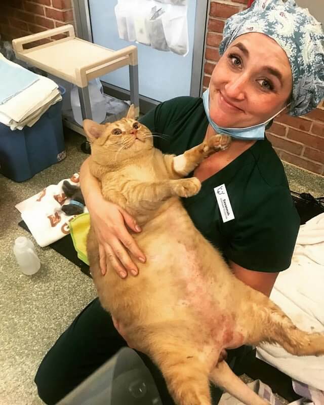 symba the huge shelter cat 4