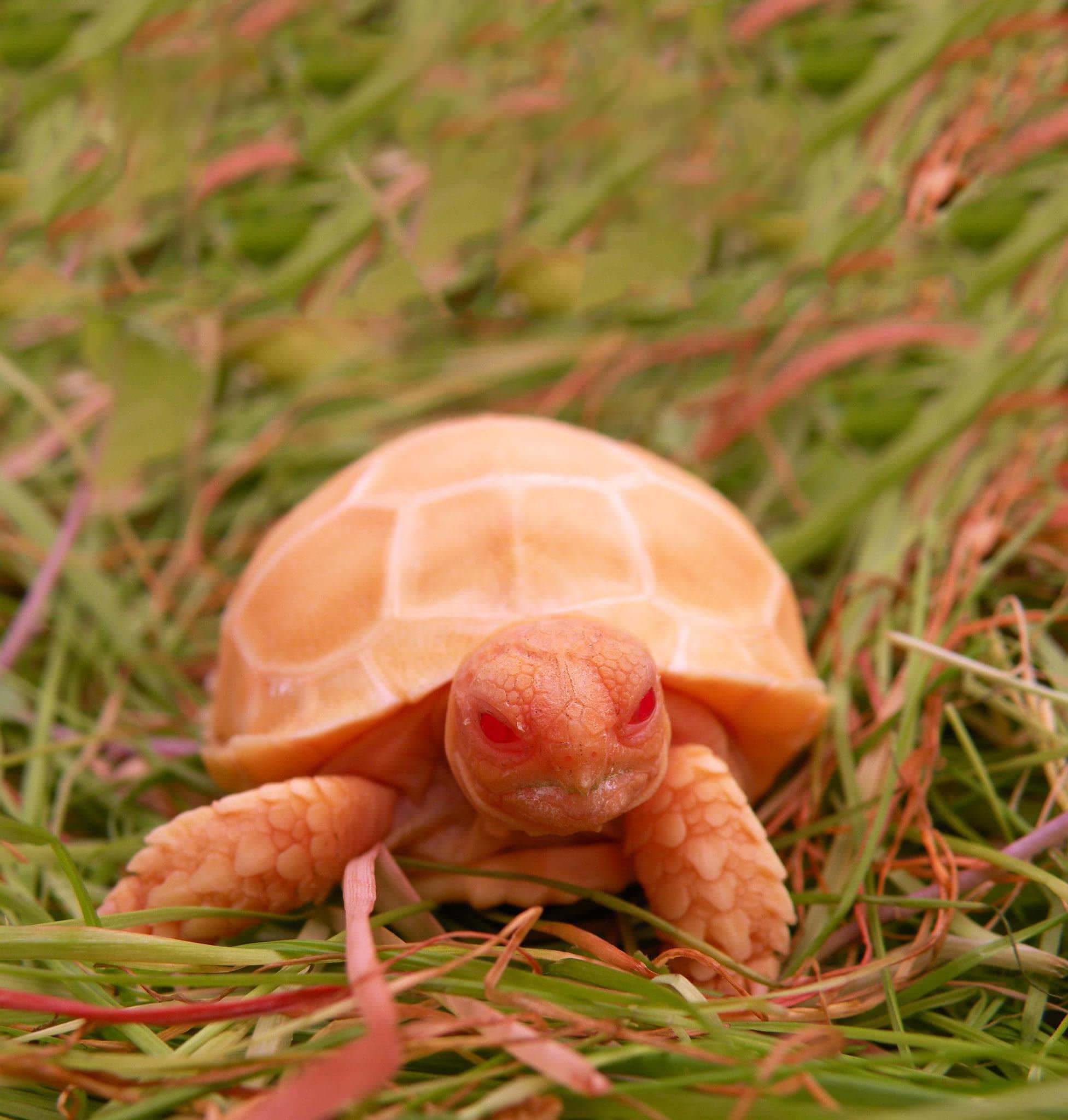 Albino Sulcata Tortoise