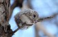 The Baby Japanese Dwarf Flying Squirrel Is Definitely The Cutest Animal ...