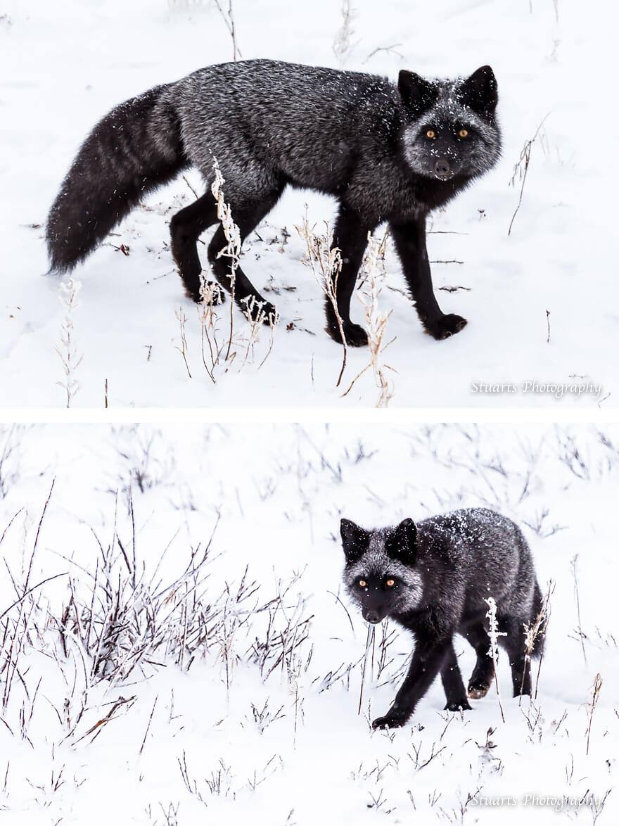 black fox pictures 13