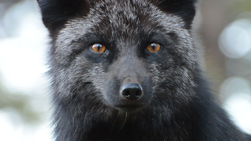 Black Foxes In 45 Pictures Showing The Beauty Is Hidden In Their Fur