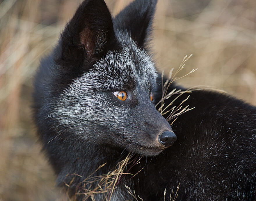 Black Foxes In 45 Pictures Showing The Beauty Is Hidden In Their Fur