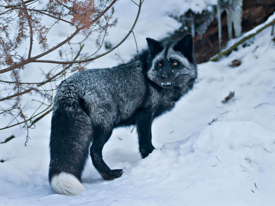 black fox pictures 21