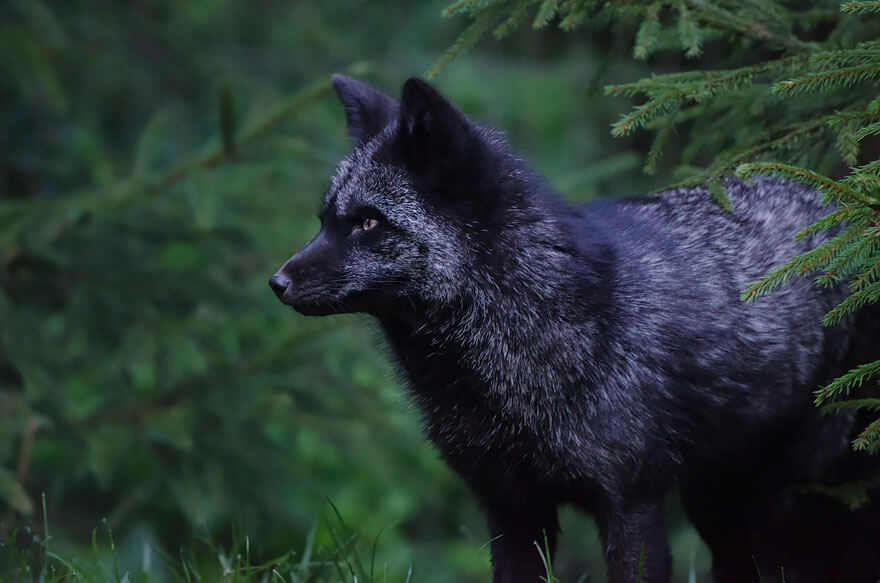 Black Foxes In 45 Pictures Showing The Beauty Is Hidden In Their Fur