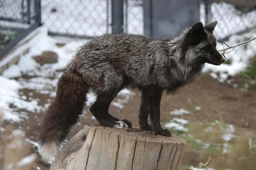 Village of the black fox прохождение