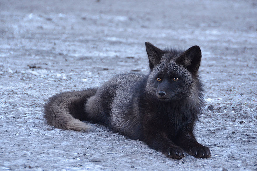 Black Foxes In 45 Pictures Showing The Beauty Is Hidden In Their Fur