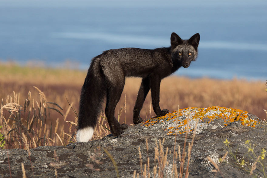 Black Foxes In 45 Pictures Showing The Beauty Is Hidden In Their Fur