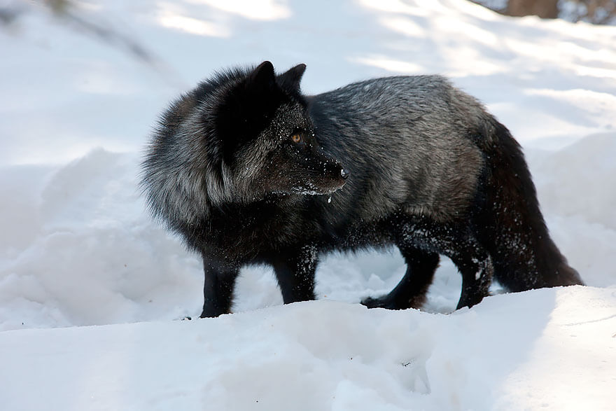 Black Foxes In 45 Pictures Showing The Beauty Is Hidden In Their Fur