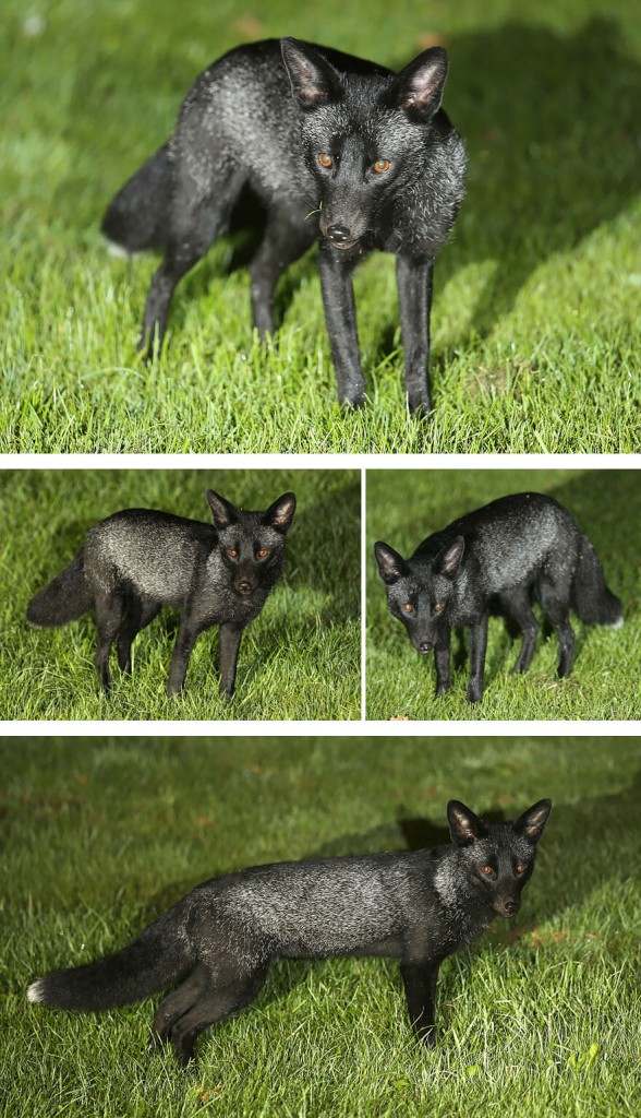 Black Foxes In 45 Pictures Showing The Beauty Is Hidden In Their Fur