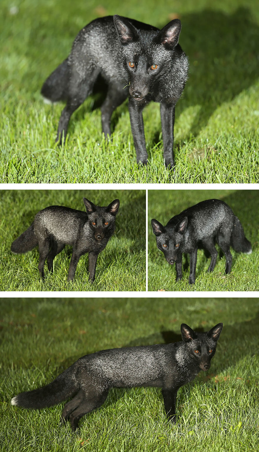 dark foxes 47