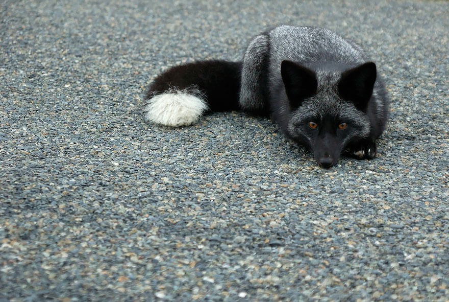 black foxes 5