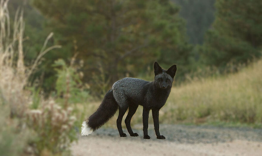 black foxes 51