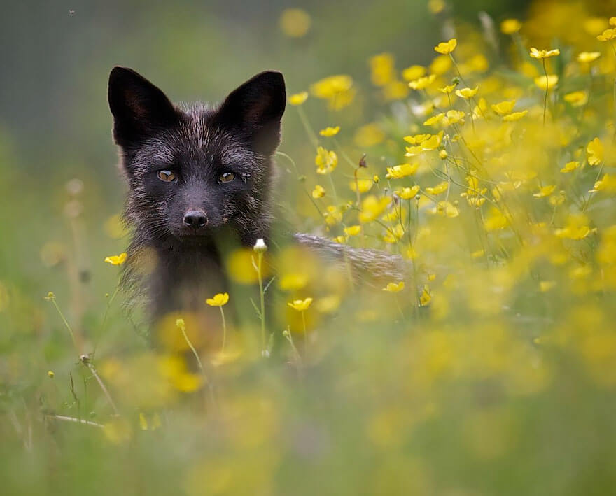 Black Foxes In Pictures Showing The Beauty Is Hidden In Their Fur