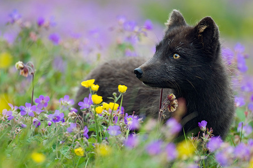 black fox pictures 7