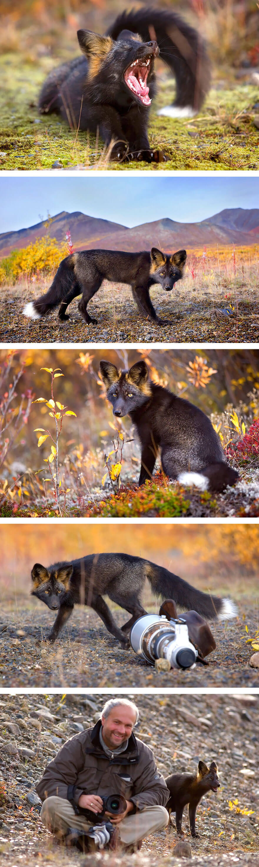 black fox pictures 8