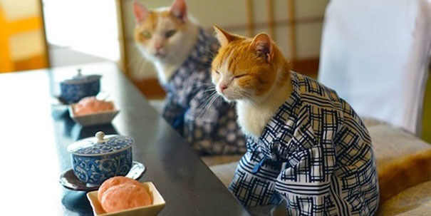 cat kimono 1 (1)