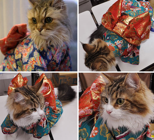 cat japanese outfit 10 (1)