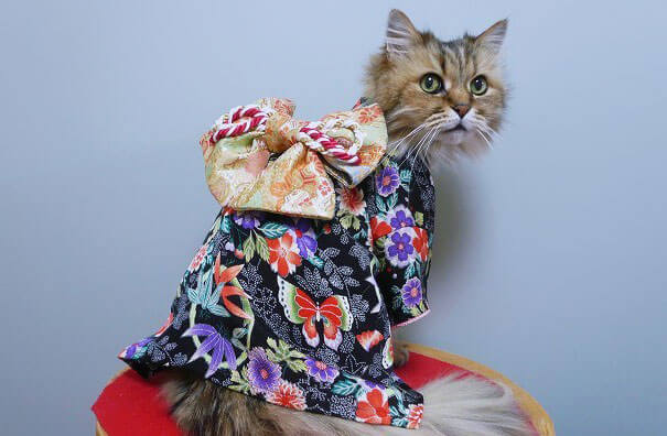 cat japanese outfit 11 (1)