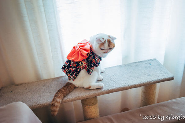 cat japanese outfit 12 (1)