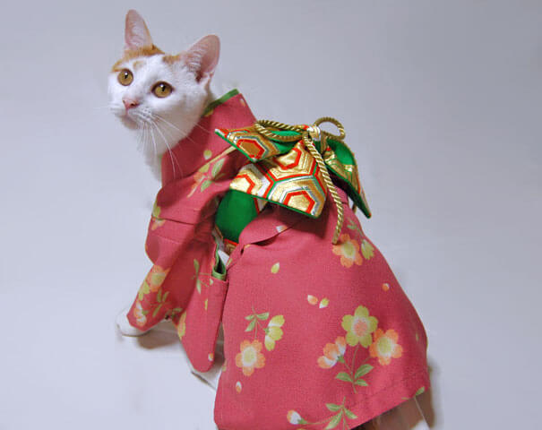 cat japanese outfit 13 (1)