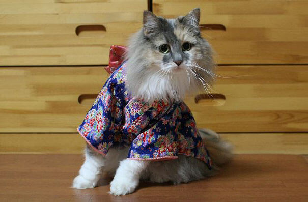 pet kimono 15 (1)