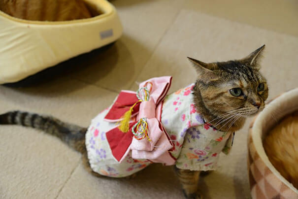 pet kimono 17 (1)