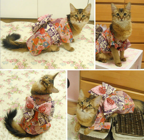 pet kimono 18 (1)