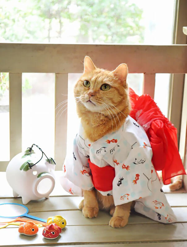 22 Cat Kimono Pictures That Prove Cats Can Pull Off Anything!