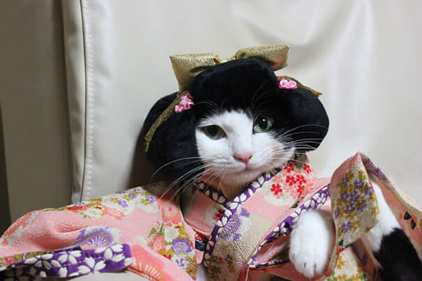 cat japanese outfit 3 (1)