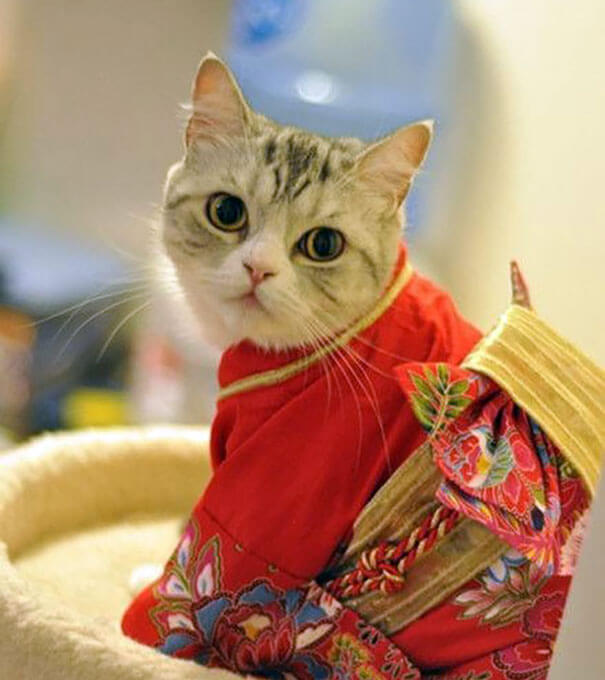 cat japanese outfit 4 (1)