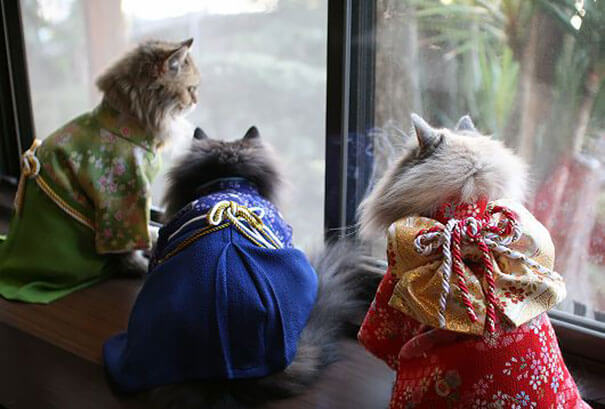 cat japanese outfit 5 (1)