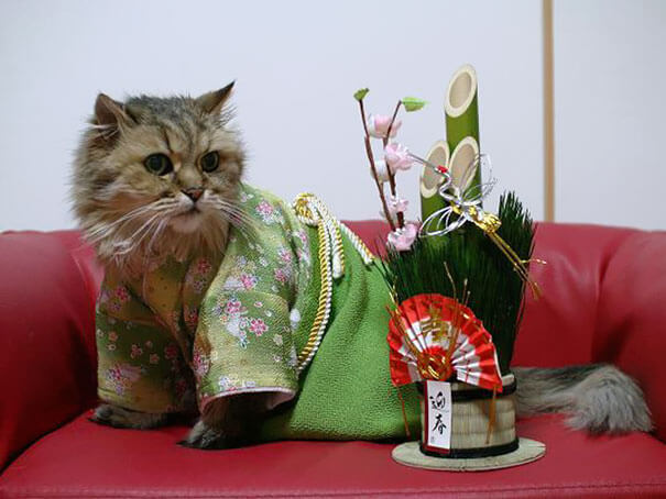 cat japanese outfit 6 (1)