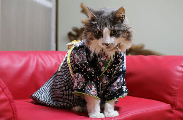 cat japanese outfit 7 (1)