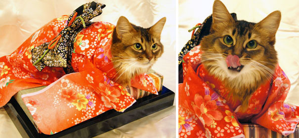 cat japanese outfit 9 (1)