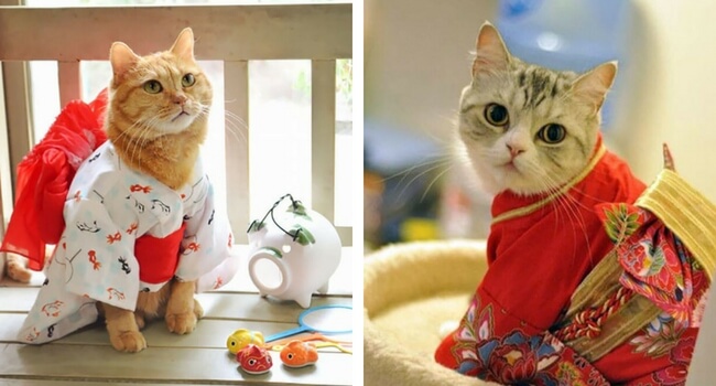 22 Cat Kimono Pictures That Prove Cats Can Pull Off Anything!