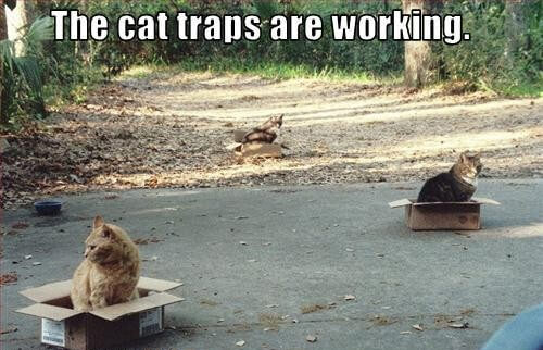 cat jokes 22 (1)