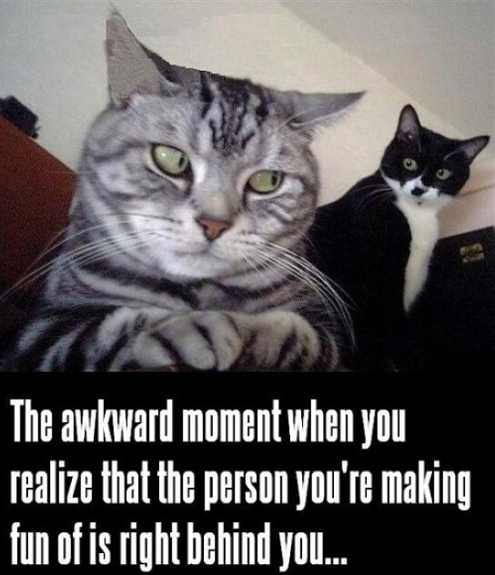 Literally 51 Cat Memes To Take Over Your Screen And Day