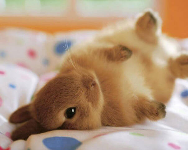 adorable bunnies 10