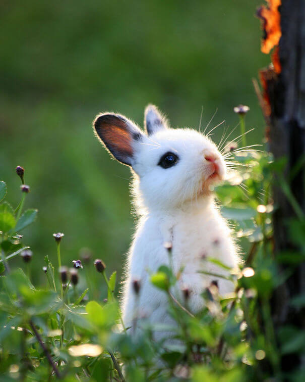 adorable bunnies 12