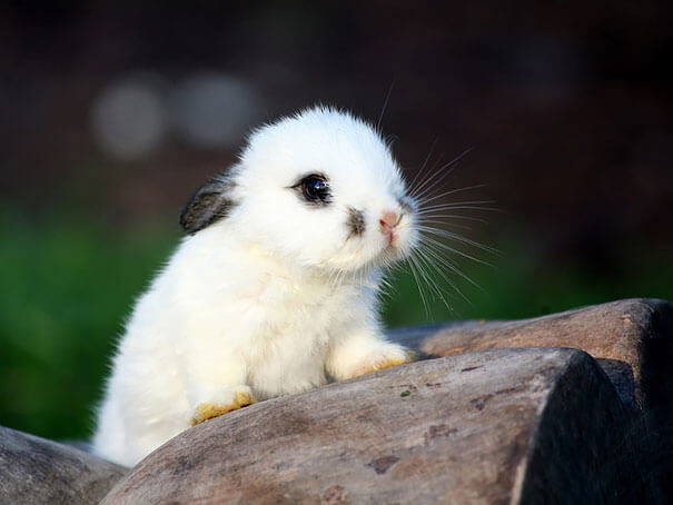 adorable bunnies 13