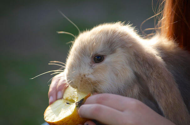 aww bunnies 36