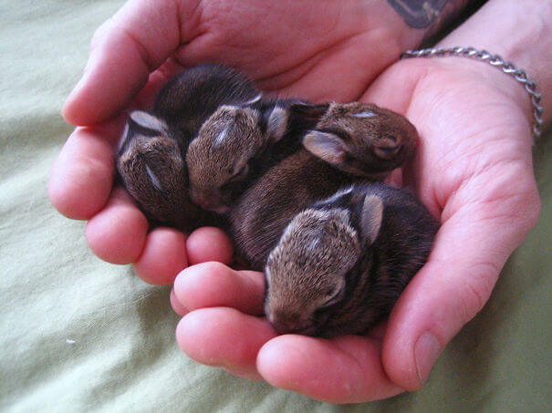 cute rabbits 4