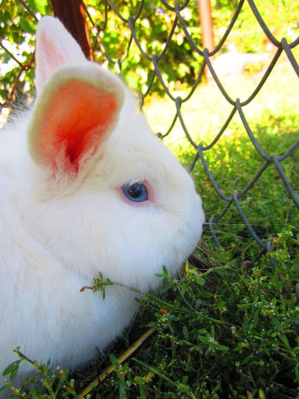 heartwarming bunnies 45