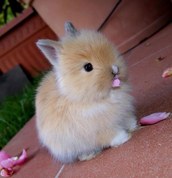 cute rabbits 5