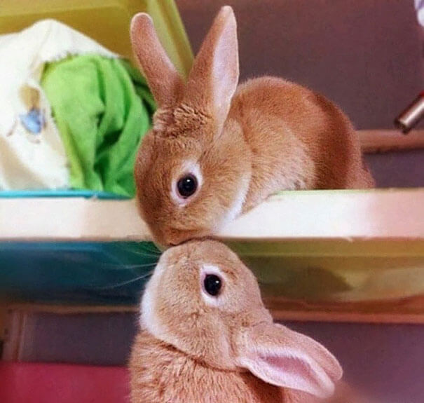 cute rabbits 6