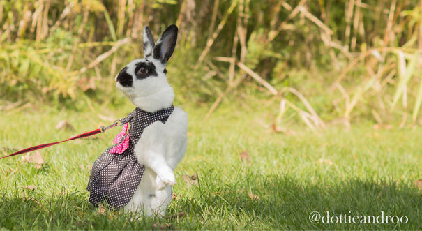 cute rabbit 73