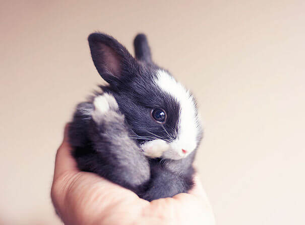 cute rabbits 8